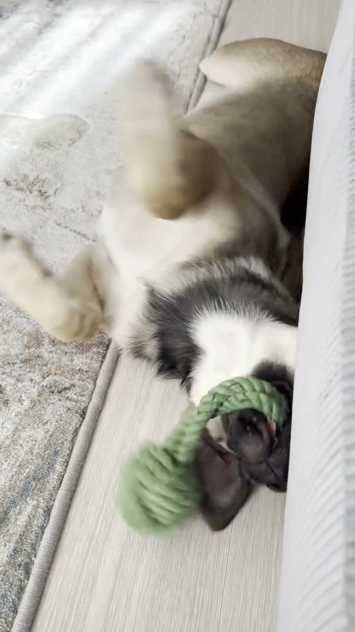 Видео с Джеки